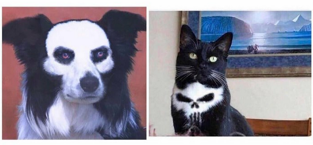 Pets of Death Metalheads - The photo, Animals, Pets, cat, Dog, Metal, Unusual, Death metal