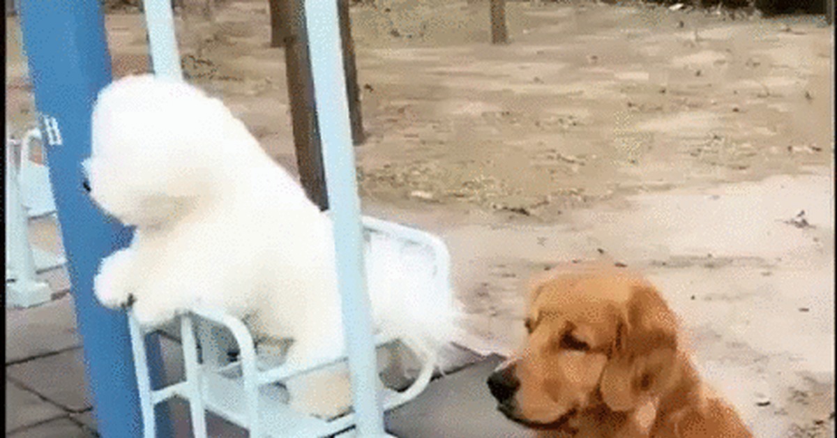 A true gentleman - Dog, Golden retriever, Bichon Frise, Pets, Swing, Milota, GIF