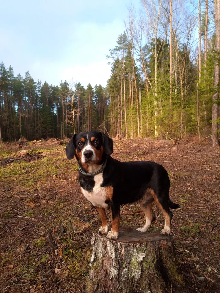 Entlebucher Mountain Dog - Dog, Sennenhund, Entlebucher