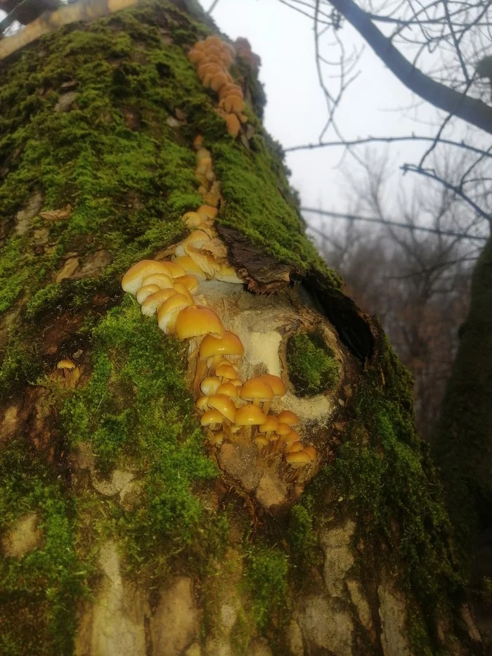 Mushrooms in Izmailovsky Forest Park - My, Izmailovsky park, Mushrooms, Autumn, Question, Longpost