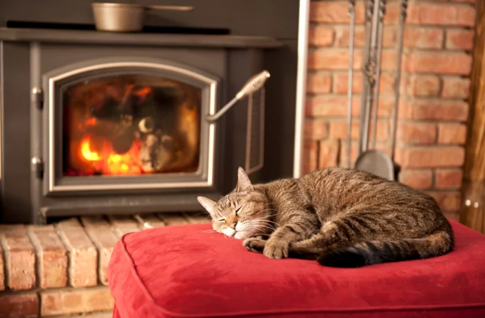 What could be more comfortable... - cat, Catomafia, Fireplace, Pets, Dream