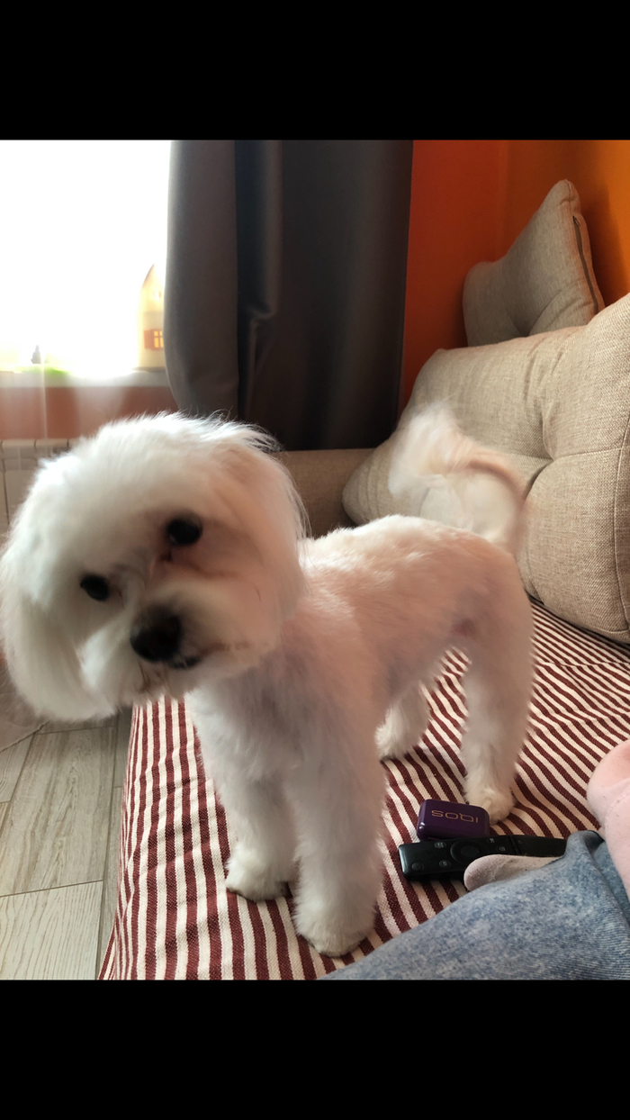 Мне сказали тут любят котиков и собачек