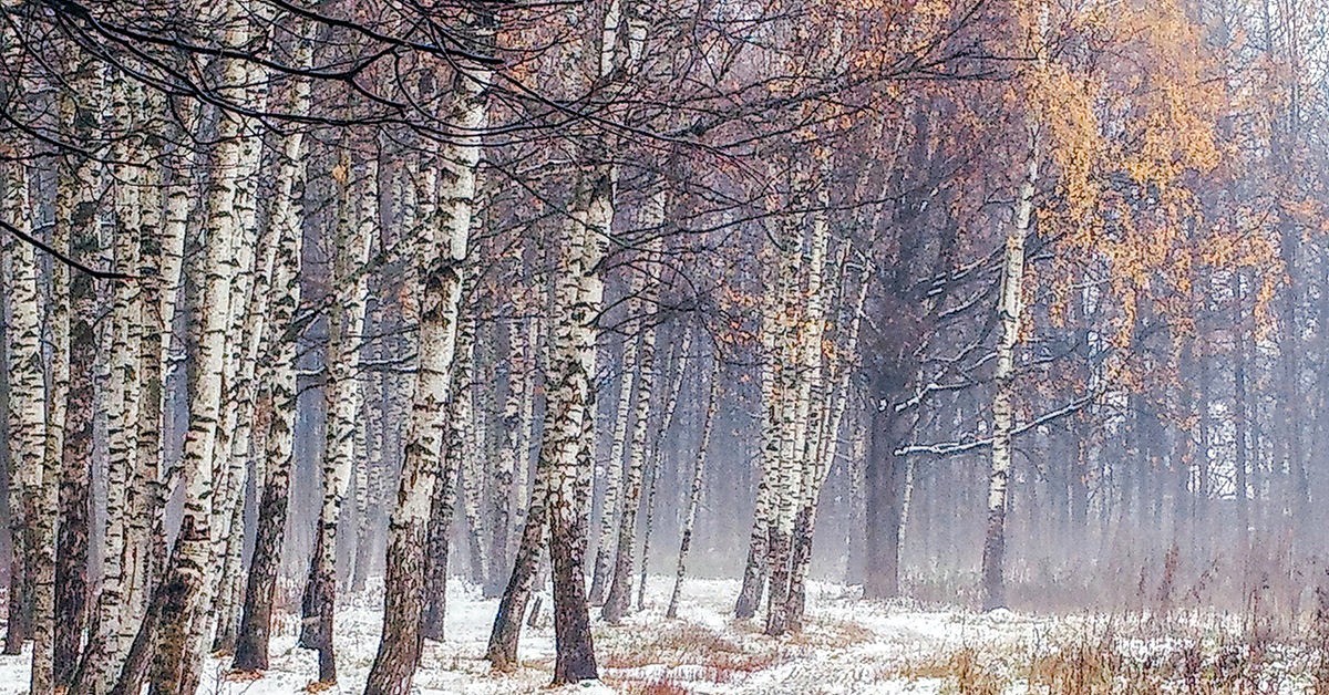 Самая поздняя зима. Ранняя зима. Первый снег в лесу. Поздняя зима. Осень снег.