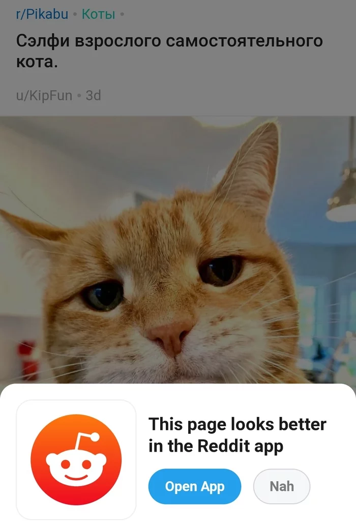 Open in the app or...? - Reddit, Nah, cat