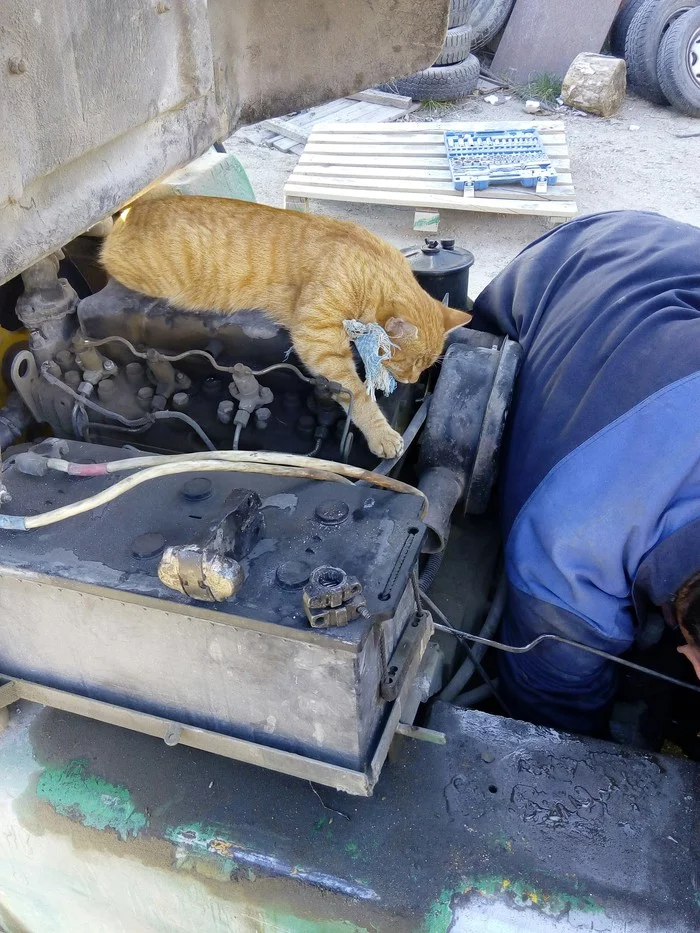 Diesel mechanic - My, Photographer, Life stories, Longpost, cat