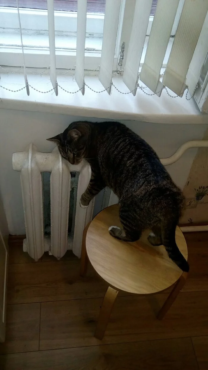 It's getting colder - cat, Cold