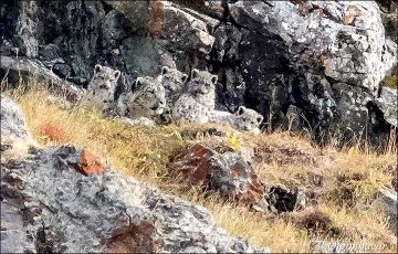 A photo of “invisible” snow leopards is being shared online. - news, Snow Leopard, Kittens, Mongolia, Shepherd