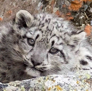 A photo of “invisible” snow leopards is being shared online. - news, Snow Leopard, Kittens, Mongolia, Shepherd