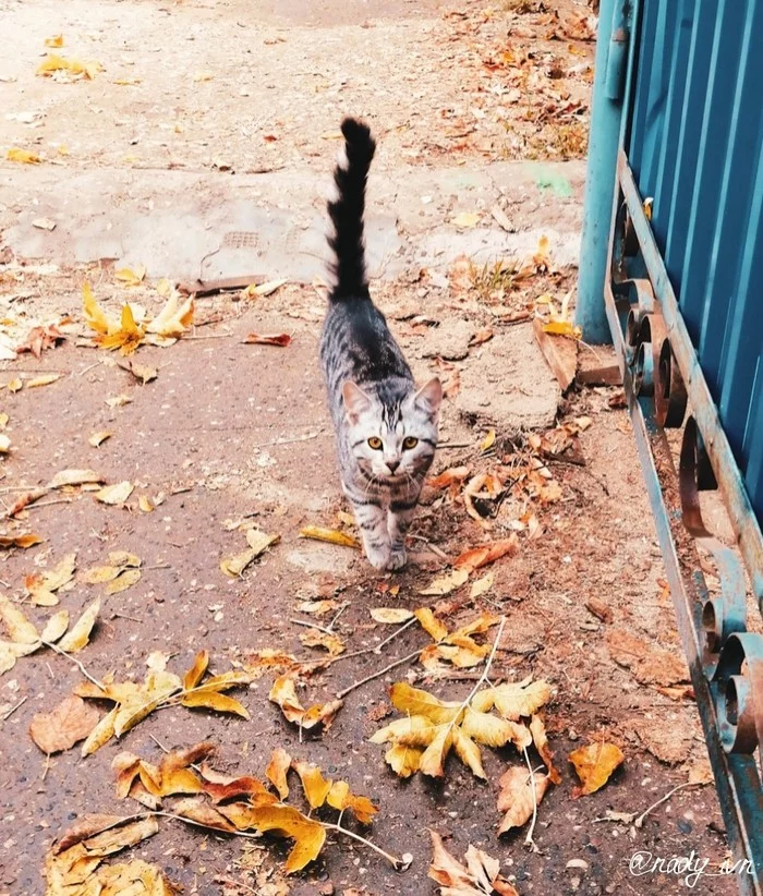 У-уверенность. - Моё, Кот, Котомафия, Осень, Уверенность, Бродяга, Симпатяга