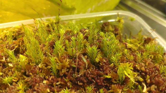 ��������� ���