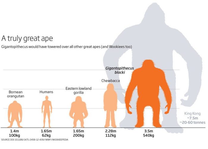 Gigantopithecus and their fate. - Anthropology, Stanislav Drobyshevsky, Gigantopitec, Longpost, Anthropogenesis ru