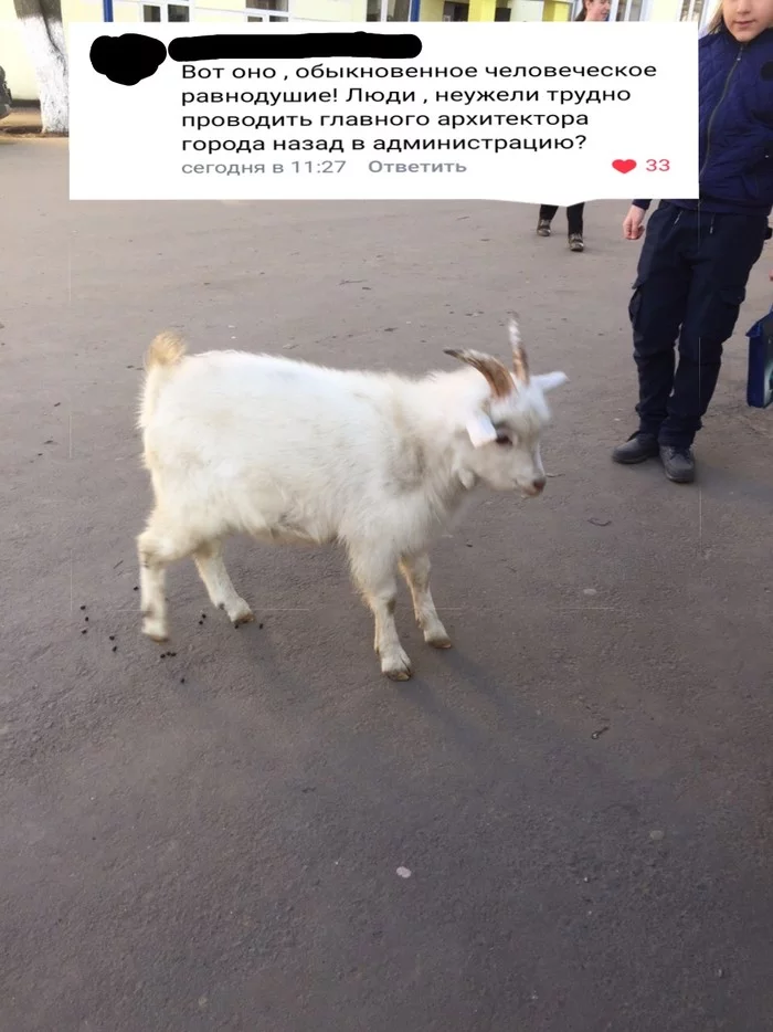 A typical day in Kasimov - My, Humor, Kasimov, Images, Goat