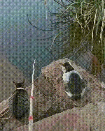 Прирожденные рыбаки Кот, Рыбалка, Рыба, Гифка