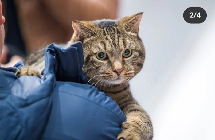 Smuggled a cat 2 kilograms heavier than normal - cat, Yuri Dud, Aeroflot