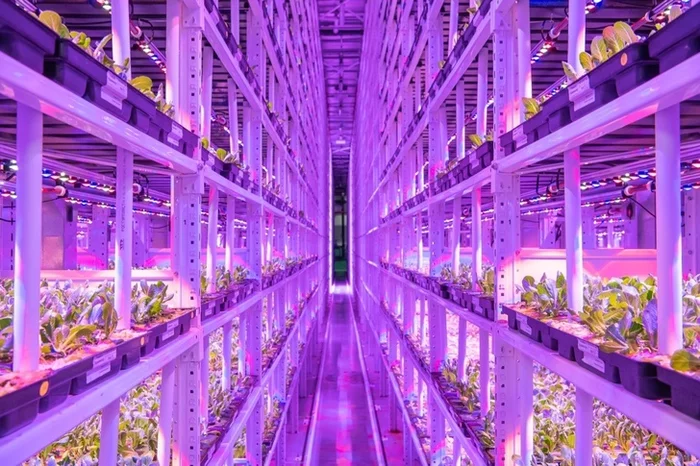 The world's largest vertical greenhouse opens in Moscow - Farm, Сельское хозяйство, Greenhouse, Moscow, Technologies, Longpost