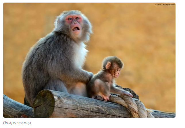 Orange: the affectionate king of the monkeys. - Animals, Toque, Moscow Zoo, Informative, Yandex Zen, Video, Longpost, Japanese macaque