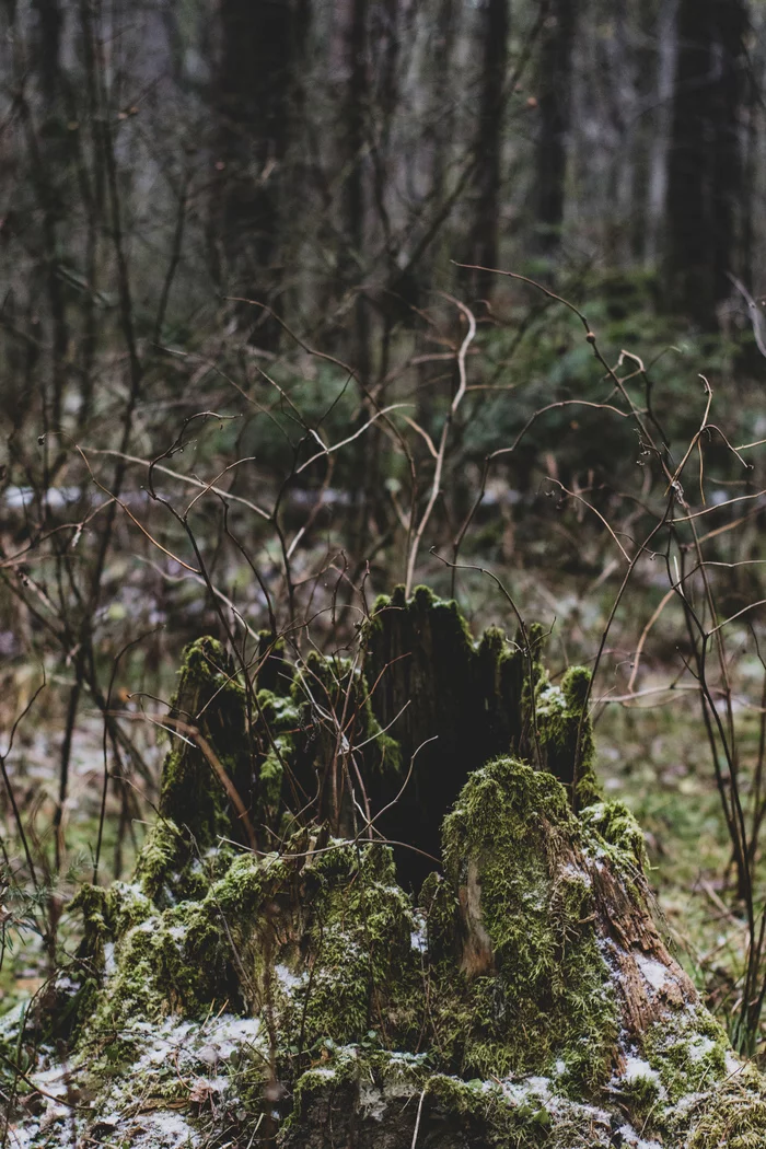 Powdered sugar - My, Forest, Stump, Moss