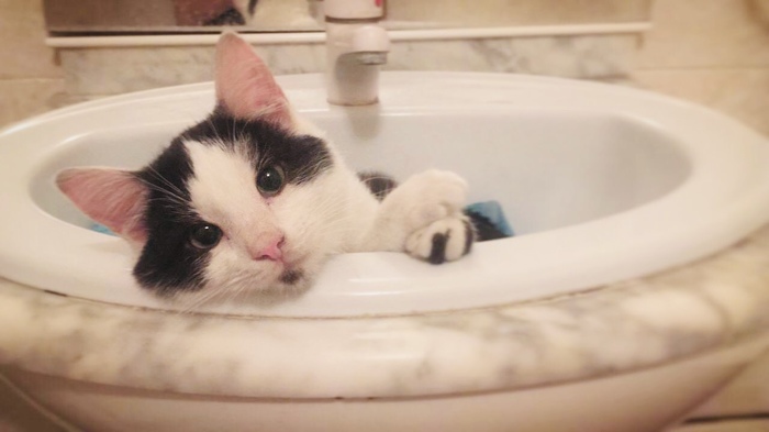 ������ ����