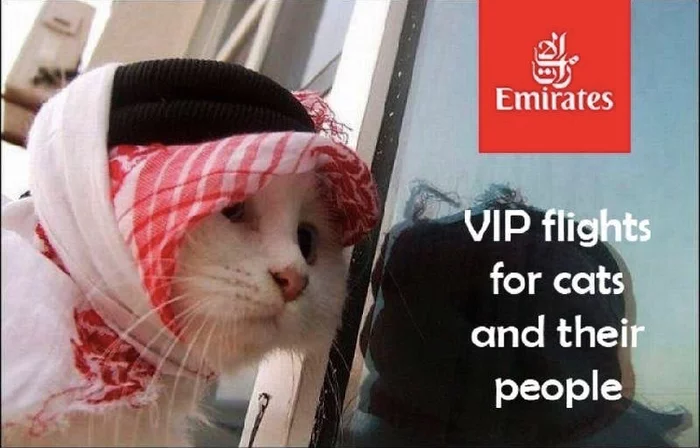 Fly with your cats without problems - cat, Fat cats, Aviation, Longpost