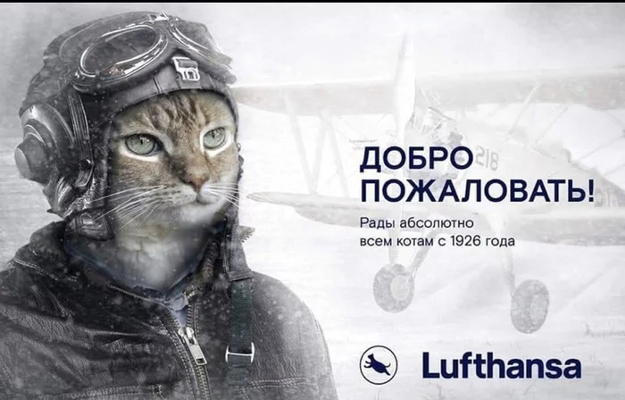 Fly with your cats without problems - cat, Fat cats, Aviation, Longpost
