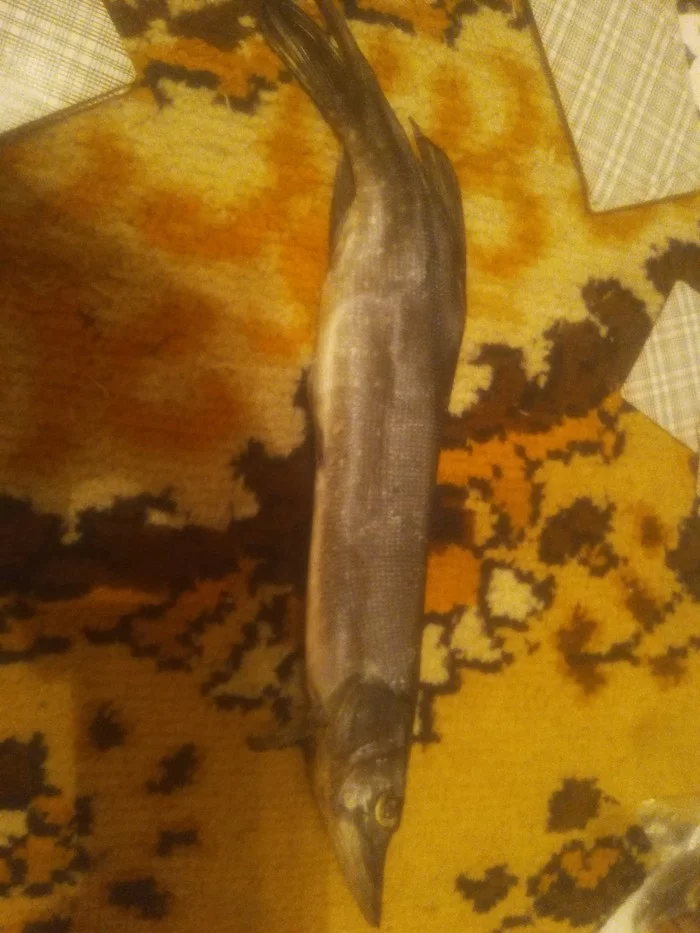 Guys, tell me, what kind of fish? There is a debate going on)))) - My, Dispute, A fish