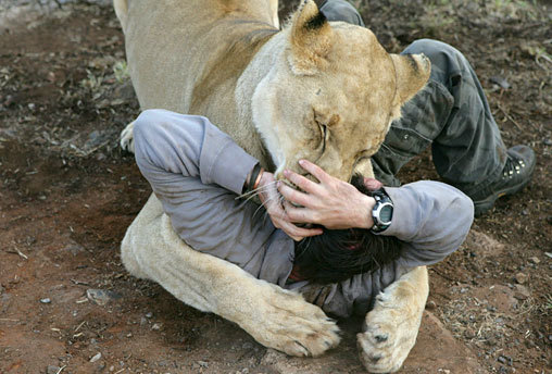 Do not be afraid ! They'll just play! :3 - a lion, Lioness, Big cats, Kevin Richardson, friendship, GIF, Longpost, Animal games, South Africa