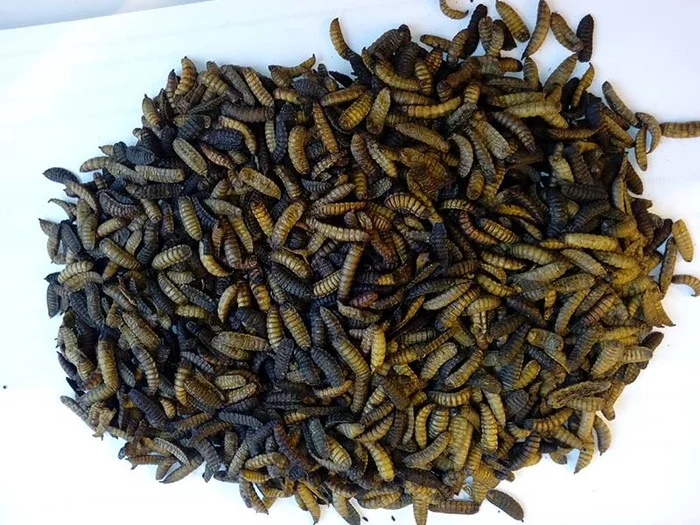 Production of protein flour from fly larvae in the Belgorod region. - Production, Protein, Belgorod, Alternative, Have arrived, Insects, Муха