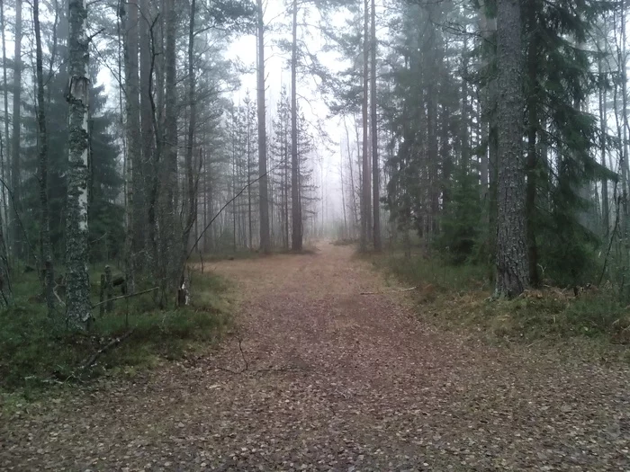 Ride hedgehog in the fog - My, A bike, Bike ride, Autumn, Karelian Isthmus, Longpost