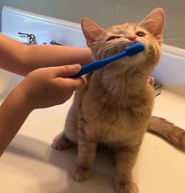 Hygiene first - cat, Catomafia, Hygiene, Teeth cleaning, Pets