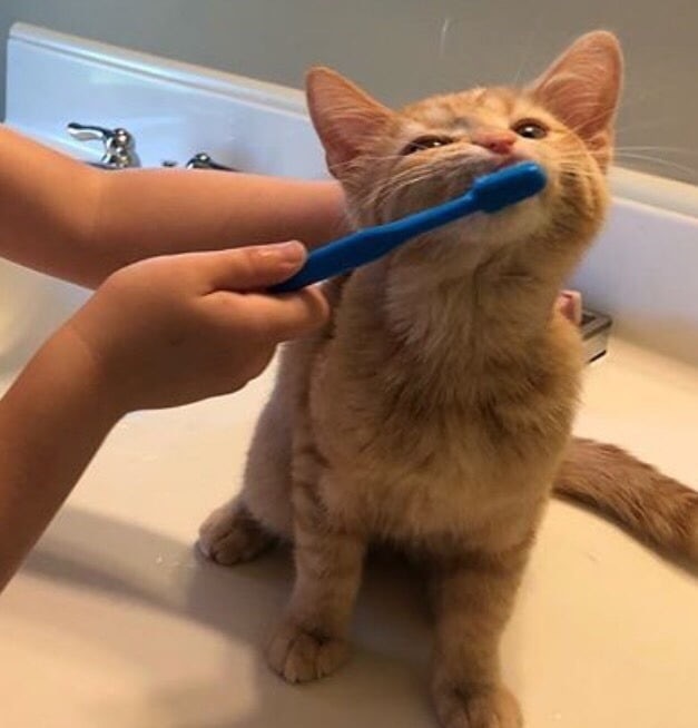 Hygiene comes first - cat, Catomafia, Hygiene, Teeth cleaning, Pets