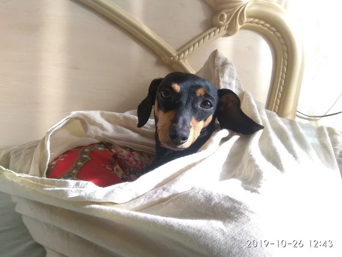 The dwarf dachshund is a bed hunter. - My, Dachshund, Dwarf dachshund, Longpost, Dog, Pets