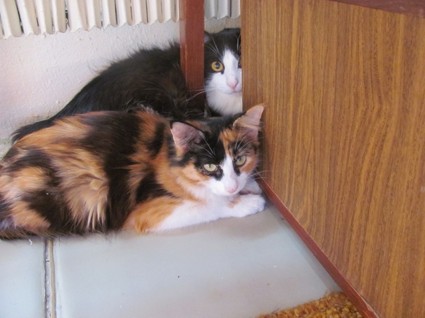 Almost former domestic cats again... Please raise - Kazan, cat, In good hands, Longpost, Find a Home, No rating, Hopelessness