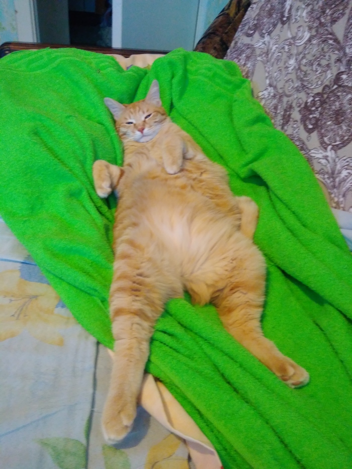 Как меня провожает на работу кот)