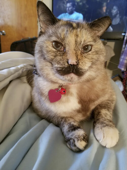 A cat with a mustache that looks like Charlie Chaplin is winning more and more hearts - Усы, Longpost, cat