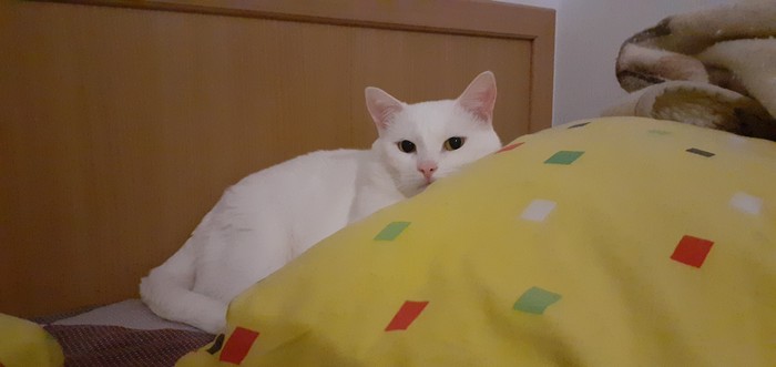 Утеплилась Рукоделие без процесса, Вязание крючком, Кот, Длиннопост