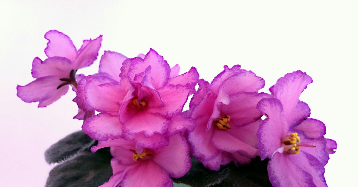 Фиалка ек русская красавица. Фиалка ек сенсация. Фиалка русски. Фиалка русски. Фиалка русски.