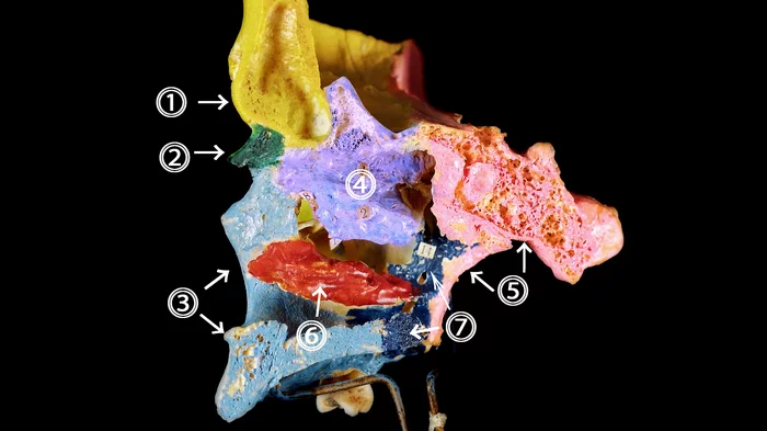 Nasal cavity (cavitas nasalis) | human anatomy - My, Anatomy, The medicine, Medical student, Video, Longpost