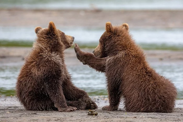 You have someone stuck in your teeth - Animals, The photo, The Bears, Young, Photographer Denis Budkov, Kamchatka