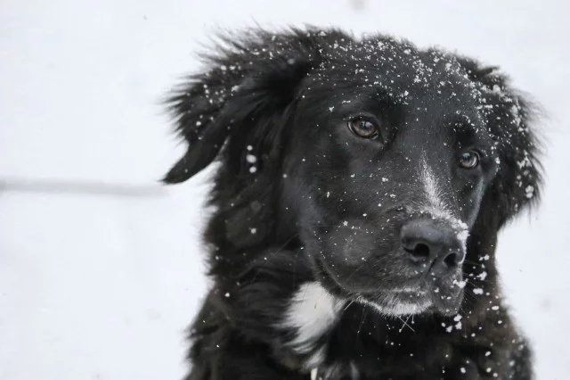 The administration of Bely Yar discussed how to solve the problem of stray dogs - Animals, Homeless animals, Pets, Russia, Khanty-Mansiysk, Surgut, Law, Dog