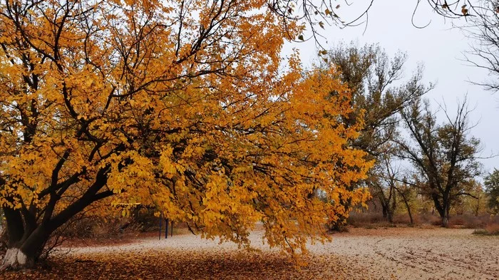 Autumn post - My, Autumn, Kherson, Leaves, Heat