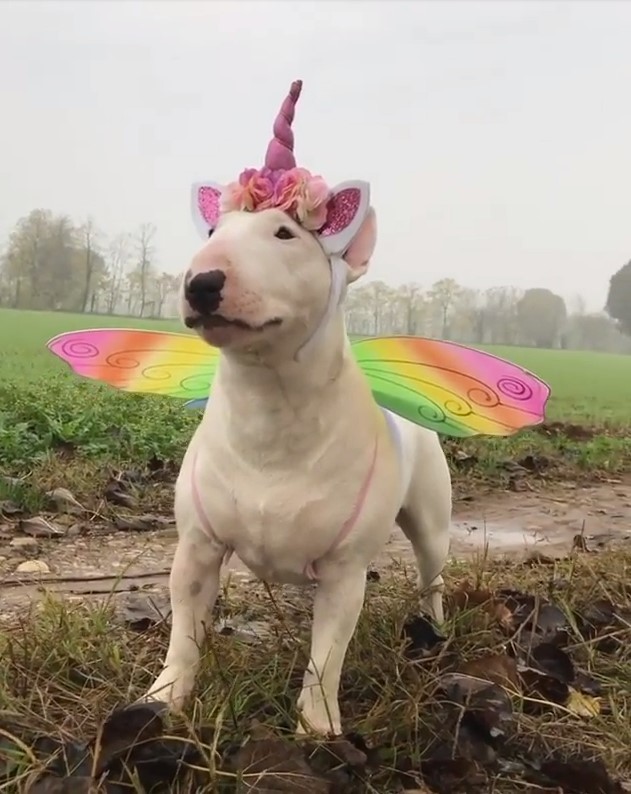 How to walk a bull terrier without causing negativity - Dog, Bull terrier, Pets, Costume