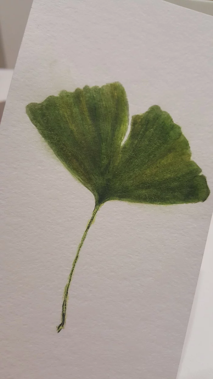 Icho tree leaf - My, Leaves, Watercolor, Longpost