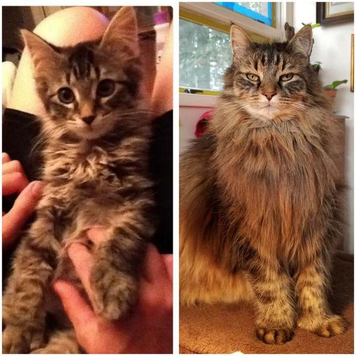It was-it was - cat, Maine Coon, The photo, It Was-It Was, Kittens