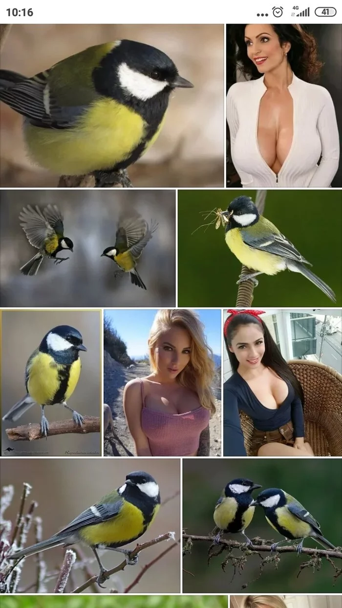 Great tits - Girls, Tit