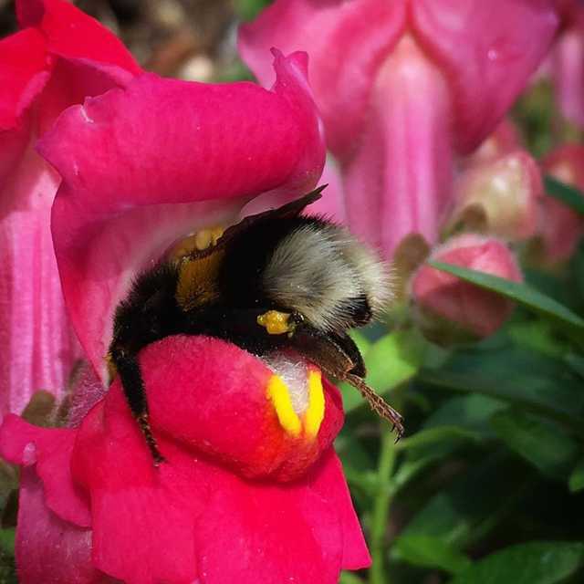 Sometimes bumblebees get tired and rest at their workplace.. - Bumblebee, Flowers, Nectar, Relaxation, Longpost, Insects