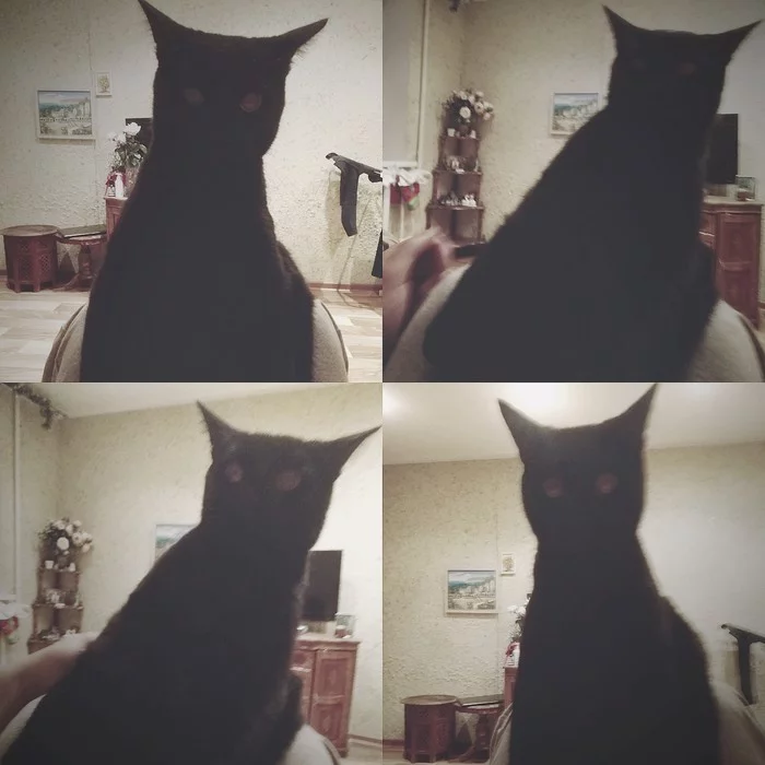 Cat Tisha - My, cat, Black cat