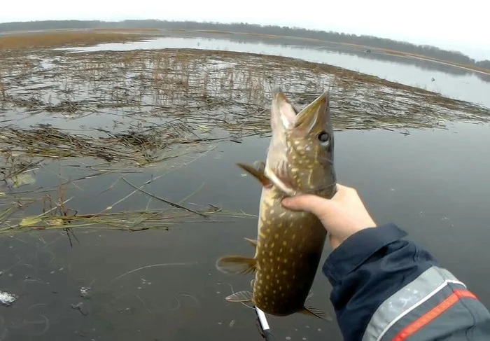 First Ice 2019-20 - My, Pike, Fishing, Zherlitsy, Video