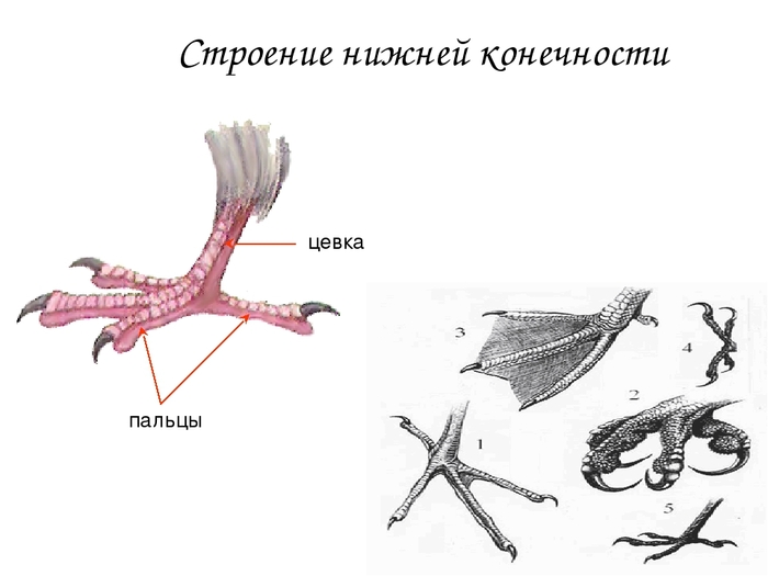 Лапы голубя рисунок