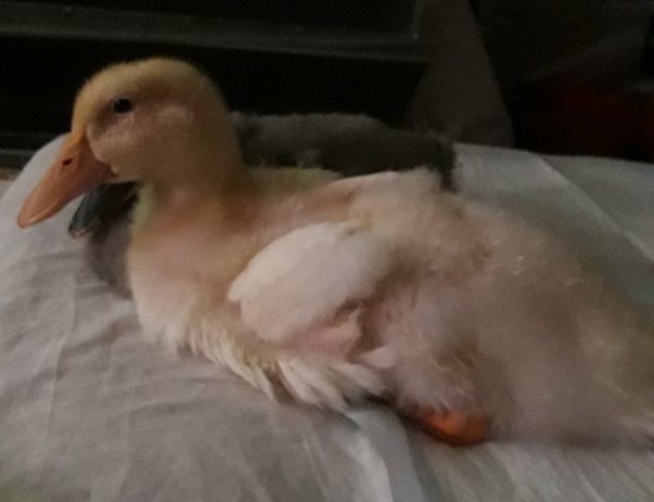 How my ducklings grew up 2h - My, Duck, Pets, Waterfowl, Milota, Pet, Longpost