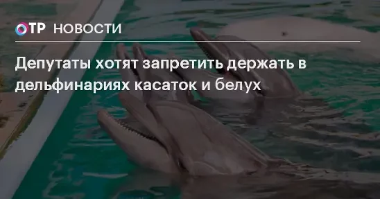 Deputies want to ban keeping killer whales and beluga whales in dolphinariums - Kindness, Animals, Dolphinarium, Bill, State Duma, Council of the Federation, Deputies, Russia